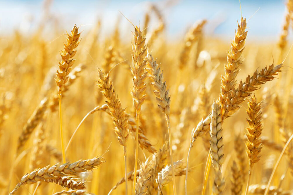 SEFIRAT HA'OMER FAQs