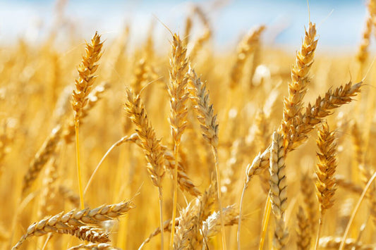 SEFIRAT HA'OMER FAQs