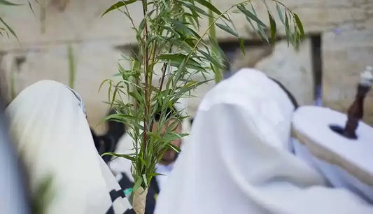 Hosha’na Rabba FAQs